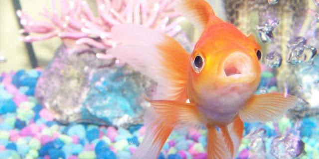 Los Peces, ¿Beben agua, tienen sed, Orinan? Los Peces, ¿Beben agua, tienen sed, Orinan?