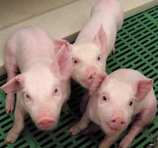 Cuba trabaja en varios proyectos para producir alimentos 20130501060810-1143455503-cerdo.jpg