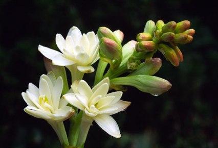 flores-peligrosas-por-su-perfume flor-blanca-de-nardo