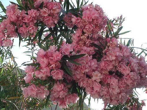 plantas-peligrosas-por-sus-hojas adelfa-rosa-en-plena-floración