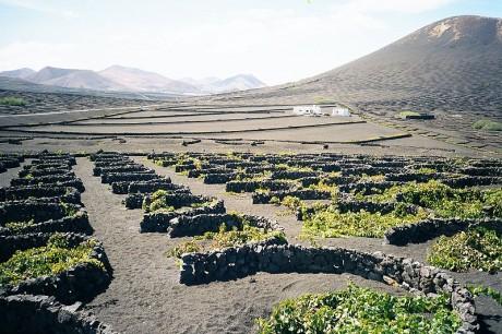 Recorre las rutas del vino de Lanzarote geria1 460x306 Recorre las rutas del vino de Lanzarote