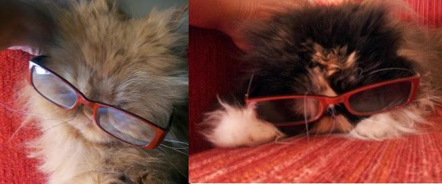 ¡ Votaciones gafas blogueras ! ¡ Votaciones gafas blogueras !