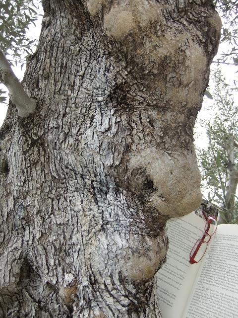 ¡ Votaciones gafas blogueras ! ¡ Votaciones gafas blogueras !