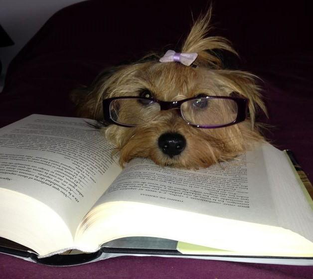 ¡ Votaciones gafas blogueras ! ¡ Votaciones gafas blogueras !