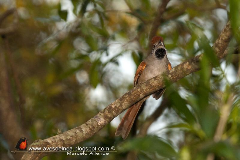 Pijuí frente gris (Sooty-fronted spinetail) Pijuí frente gris (Sooty-fronted spinetail)