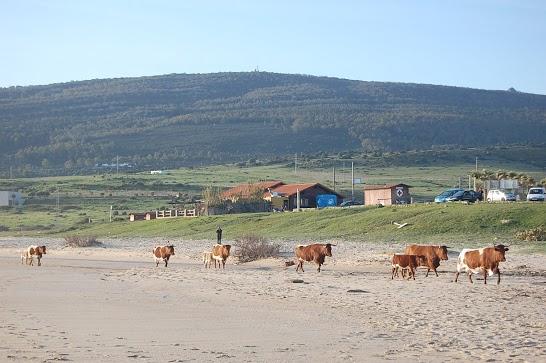 Viaje a Tarifa 2010 Viaje a Tarifa 2010