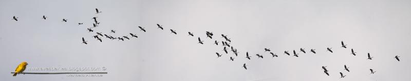 El Escuadrón Cabeza de hueso El Escuadrón Cabeza de hueso