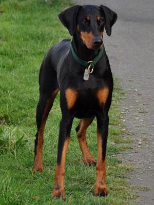 doberman