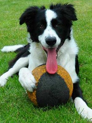 Raza Border Collie