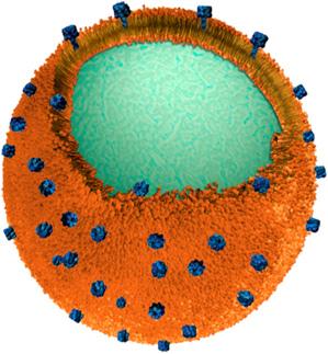 Nanoparticulas disfrazadas de globulos para combatir infecciones bacterianas.
