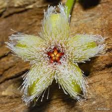 Stapelia, Plantas Raras