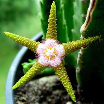 Stapelia, Plantas Raras