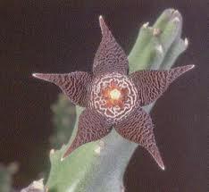 Stapelia, Plantas Raras