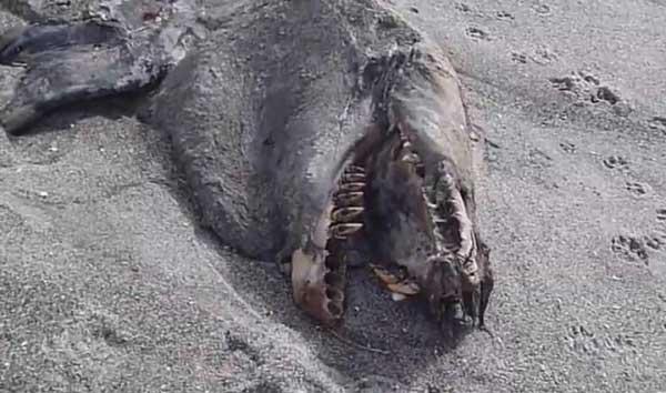cadáver descompuesto de orca en Nueva Zelanda