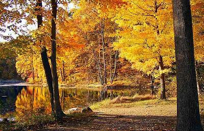 El bosque caducifolio El bosque caducifolio