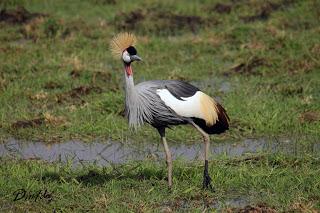 Grulla Arévalo