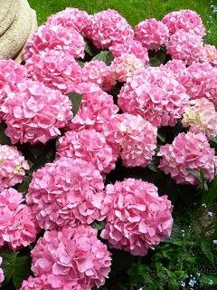 hortensia La hortensia, una planta de fácil cultivo y buena adaptación