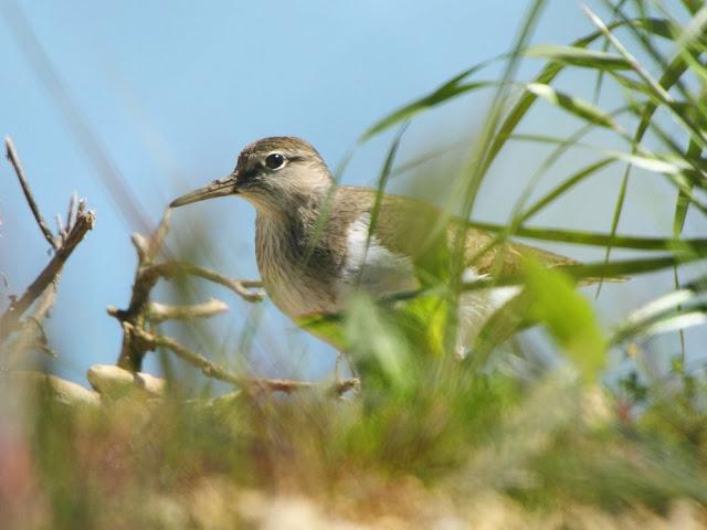 CALIDRIS CANUTUS-LIMICOLAS EN NAVARRA-EL CORRELIMO GORDO CALIDRIS CANUTUS-LIMICOLAS EN NAVARRA-EL CORRELIMO GORDO