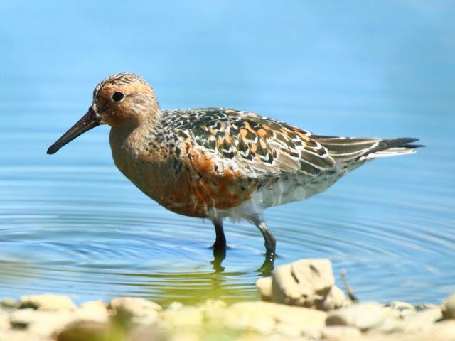 CALIDRIS CANUTUS-LIMICOLAS EN NAVARRA-EL CORRELIMO GORDO CALIDRIS CANUTUS-LIMICOLAS EN NAVARRA-EL CORRELIMO GORDO