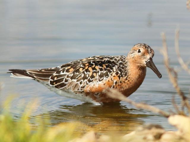 CALIDRIS CANUTUS-LIMICOLAS EN NAVARRA-EL CORRELIMO GORDO CALIDRIS CANUTUS-LIMICOLAS EN NAVARRA-EL CORRELIMO GORDO