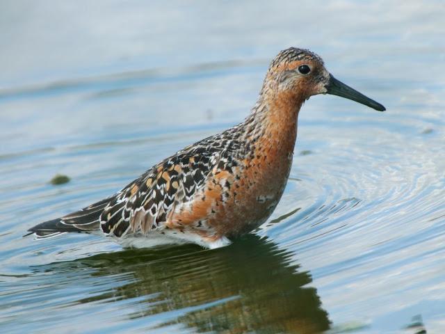 CALIDRIS CANUTUS-LIMICOLAS EN NAVARRA-EL CORRELIMO GORDO CALIDRIS CANUTUS-LIMICOLAS EN NAVARRA-EL CORRELIMO GORDO