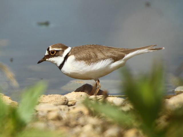 CALIDRIS CANUTUS-LIMICOLAS EN NAVARRA-EL CORRELIMO GORDO CALIDRIS CANUTUS-LIMICOLAS EN NAVARRA-EL CORRELIMO GORDO
