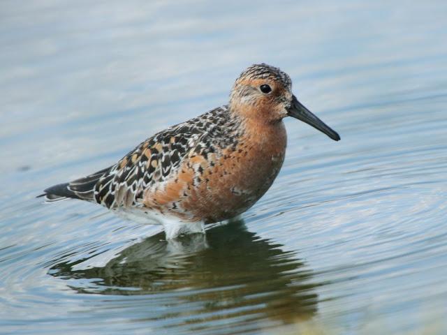 CALIDRIS CANUTUS-LIMICOLAS EN NAVARRA-EL CORRELIMO GORDO CALIDRIS CANUTUS-LIMICOLAS EN NAVARRA-EL CORRELIMO GORDO