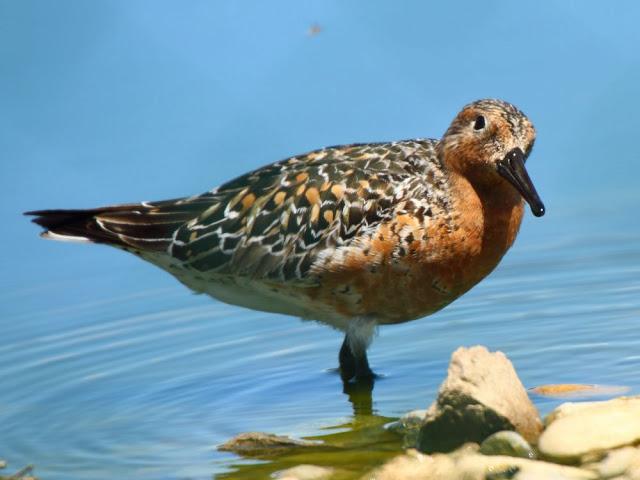 CALIDRIS CANUTUS-LIMICOLAS EN NAVARRA-EL CORRELIMO GORDO CALIDRIS CANUTUS-LIMICOLAS EN NAVARRA-EL CORRELIMO GORDO