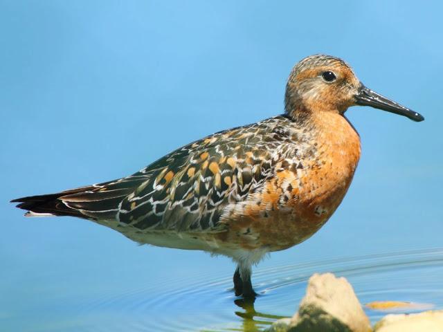CALIDRIS CANUTUS-LIMICOLAS EN NAVARRA-EL CORRELIMO GORDO CALIDRIS CANUTUS-LIMICOLAS EN NAVARRA-EL CORRELIMO GORDO