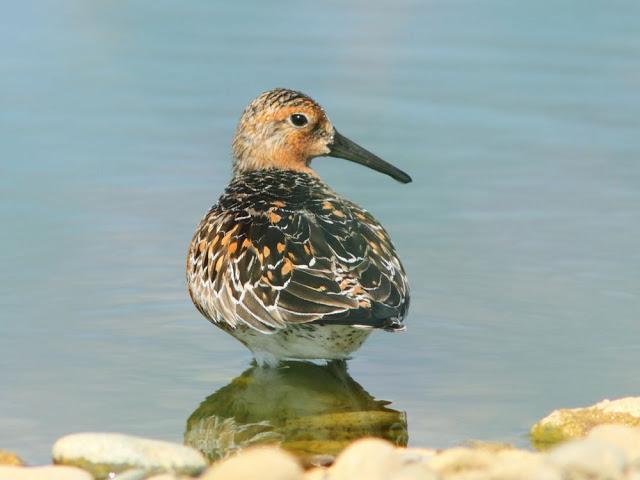 CALIDRIS CANUTUS-LIMICOLAS EN NAVARRA-EL CORRELIMO GORDO CALIDRIS CANUTUS-LIMICOLAS EN NAVARRA-EL CORRELIMO GORDO