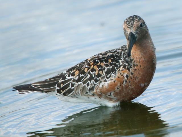 CALIDRIS CANUTUS-LIMICOLAS EN NAVARRA-EL CORRELIMO GORDO CALIDRIS CANUTUS-LIMICOLAS EN NAVARRA-EL CORRELIMO GORDO
