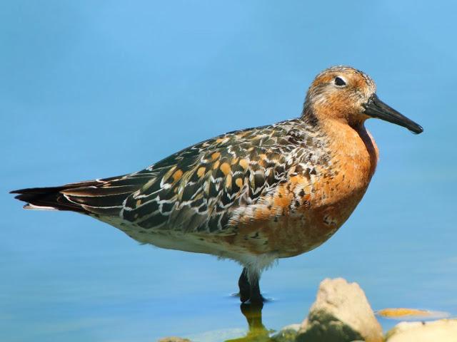 CALIDRIS CANUTUS-LIMICOLAS EN NAVARRA-EL CORRELIMO GORDO CALIDRIS CANUTUS-LIMICOLAS EN NAVARRA-EL CORRELIMO GORDO