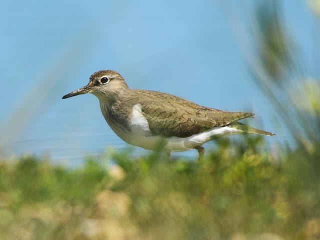 CALIDRIS CANUTUS-LIMICOLAS EN NAVARRA-EL CORRELIMO GORDO CALIDRIS CANUTUS-LIMICOLAS EN NAVARRA-EL CORRELIMO GORDO