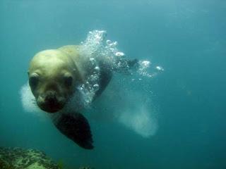 Puerto Madryn refugio de ballenas