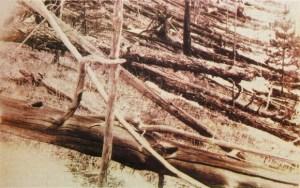 800px-Tunguska_event_fallen_trees-580x364