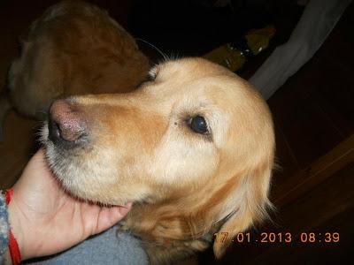 Golden retriever perdida en Lliria. (Valencia‏)