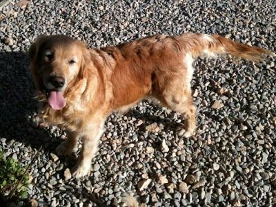 Golden retriever perdida en Lliria. (Valencia‏)