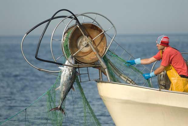 pesca ilegal de atún con redes de deriva