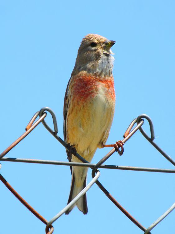 I'm happy with birds-Con las aves soy feliz I'm happy with birds-Con las aves soy feliz