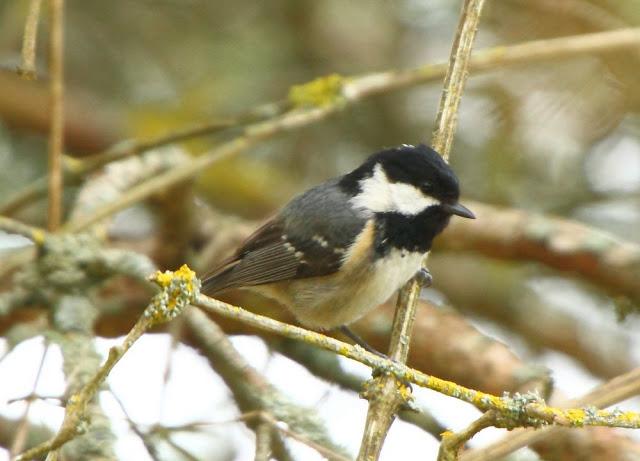 I'm happy with birds-Con las aves soy feliz I'm happy with birds-Con las aves soy feliz