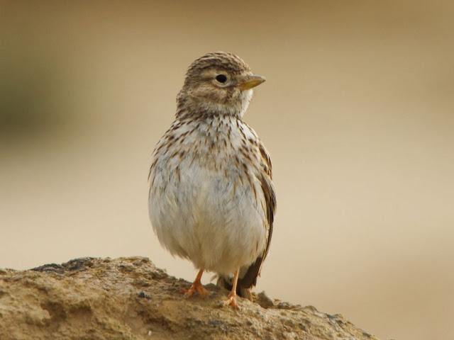 I'm happy with birds-Con las aves soy feliz I'm happy with birds-Con las aves soy feliz