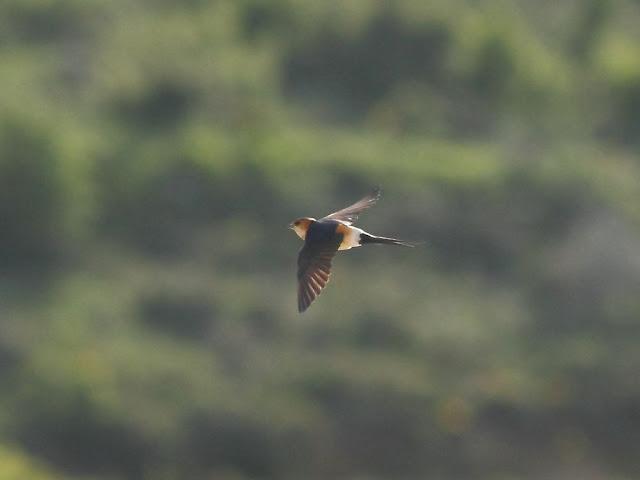 I'm happy with birds-Con las aves soy feliz I'm happy with birds-Con las aves soy feliz