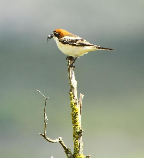 I'm happy with birds-Con las aves soy feliz I'm happy with birds-Con las aves soy feliz
