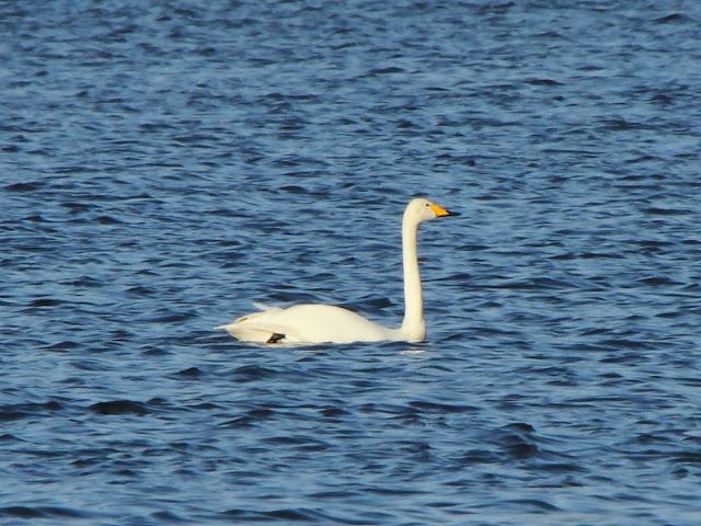 I'm happy with birds-Con las aves soy feliz I'm happy with birds-Con las aves soy feliz