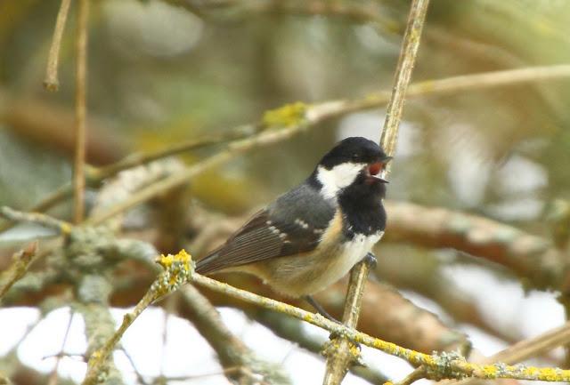 I'm happy with birds-Con las aves soy feliz I'm happy with birds-Con las aves soy feliz