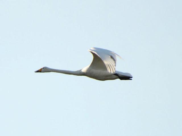 I'm happy with birds-Con las aves soy feliz I'm happy with birds-Con las aves soy feliz