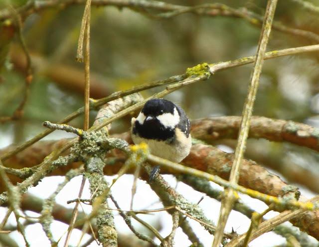 I'm happy with birds-Con las aves soy feliz I'm happy with birds-Con las aves soy feliz