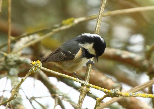 I'm happy with birds-Con las aves soy feliz I'm happy with birds-Con las aves soy feliz