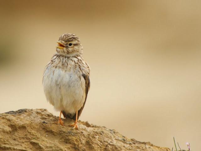 I'm happy with birds-Con las aves soy feliz I'm happy with birds-Con las aves soy feliz