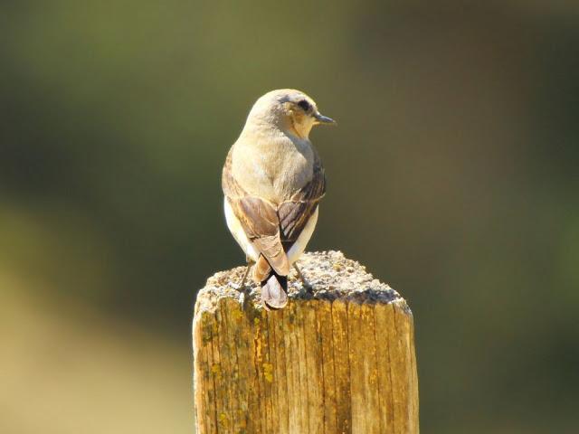 I'm happy with birds-Con las aves soy feliz I'm happy with birds-Con las aves soy feliz